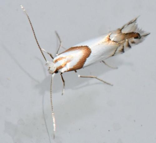 Phyllonorycter roboris